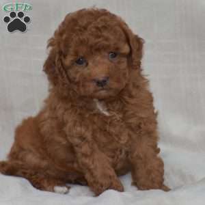 Kimberly, Miniature Poodle Puppy